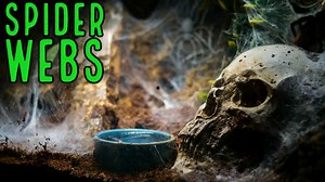 Today I am counting down what are, in my opinion and experience, the TOP 10 HEAVY WEBBER TARANTULAS. This list includes New World and Old World species...fossorial, terrestrial, and arboreal tarantulas. I tell you a little about the tarantula, and show you their enclosures and impressive spider webs. Watch the full video here: https://youtu.be/OZZHm-ITTB4 💥SUBSCRIBE💥 to my YouTube to see more helpful videos about keeping 🕷tarantulas🕷: https://goo.gl/UAySKx 🕷👀Visit My Website👀🕷: https://w
