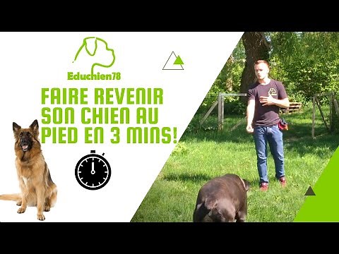 FAIRE REVENIR SON CHIEN AU PIED EN 3 MINUTES !!!