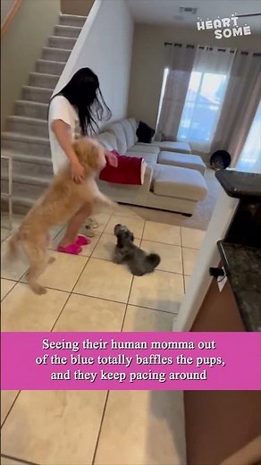 Woman sneaks into her partner's place to surprise their dogs || Heartsome 💖