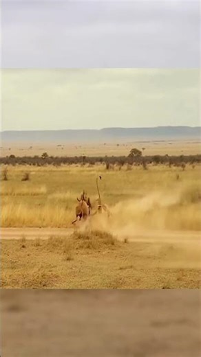 Epic Predator Moment Male Lion Brings Down A Massive Eland