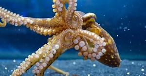 Tracking a New Path to Octopus and Squid Sensing Capabilities | Newswise