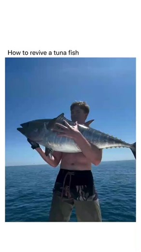 Science | Facts | Knowledge on Instagram: "Reviving a tuna is extremely difficult and typically not possible unless the fish is still alive and simply stunned or oxygen-deprived for a very short time. Tuna rely on constant swimming to breathe through ram ventilation, so if a tuna has stopped swimming and appears unresponsive, it's often already beyond saving. However, if it's not fully dead and you're trying to revive it, the only possible method would be to simulate swimming by manually moving 