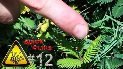 Why Mimosa Plants React to Touch: A Science Dive