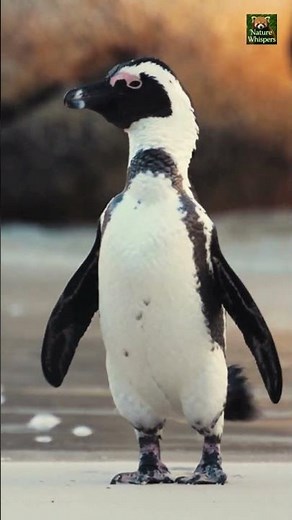 Animal Planet OLED Demo HDR 8K Ultra HD Dolby Vision™ 60fps