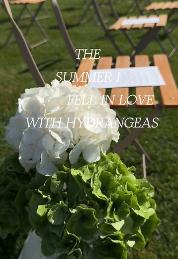 Hydrangeas: The Essence of Gratitude and Beauty
