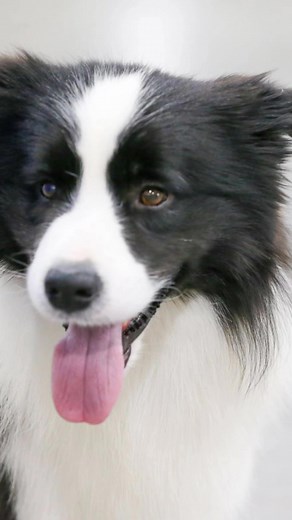 The Border Collie’s history is rooted in the early livestock and wool trade across the United Kingdom and its distant outposts. Today’s variations in type reflect the diverse demands of that widespread work. Harsh weather and rugged terrain shaped the breed further: smaller, quicker dogs proved better suited to navigating cliffs and crags than their heavier counterparts. #bordercollie #DogShow2025 #showsightmag | Showsight