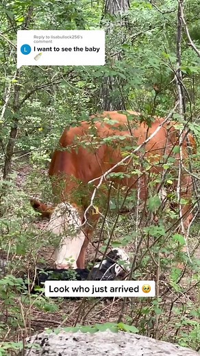 Introducing Baby Love: A Gentle Barn Tennessee Miracle