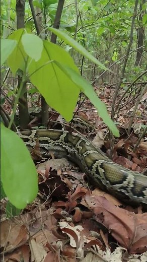 Python release30 days 30 rescue#python 1