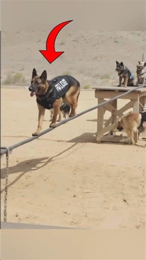 Military Trained German Shepherd – Unbelievable Discipline & Power #GermanShepherd #DogTraining #Dog