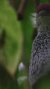 13K views · 192 reactions | The monsoon forest at Chester Zoo 列️ | OC Aviary | Facebook