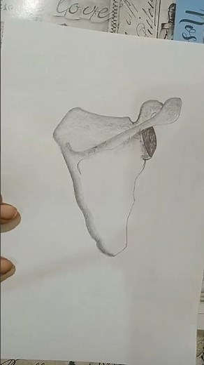 How to draw scapula bone 2 |Human anatomy #scapula #drawing #easy #stepbystep #subscribe