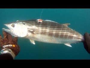 Pesca sub: Cattura palamita 4,2 kg [HD]