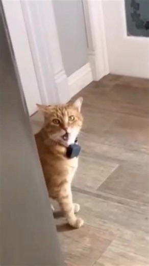 Episode 80 | Funny cat videos #funny #pet #animals #funnyanimals #fyp #cat #funnypets #funnycat #funnyvideos #🤣🤣🤣 #catsoftiktok #catlover #reelsvideoシ #viralreelsfbpage #reelsfypシ2023 #viralvideoreelsfb #viralreelsfbreels #viralpage2024 #reelsfbviral #reelsviralfb #viralreelsfb #reelsforyou #catchandrelease #catlover #catoftheday #animallover #animals | Cats Comedy Corner
