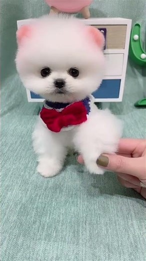 Cheerful Teacup Pup Playing, Adorable Tiny Dog 🐶✨ #Teacuppuppy #Cutepup