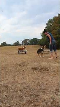 Town & Country English Shepherds- Naturally Rearing Versatile Partners since 2016 #englishshepherd