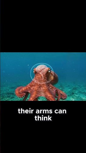Octopus Fun Facts
