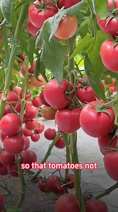 18 reactions | Enhancing Tomato Harvest Through Precision Farming Techniques | Lee Yumi | Facebook