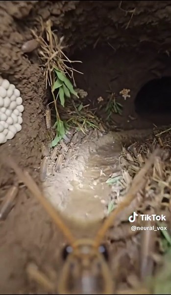 A Grasshopper 🦗#shorts #WildlifeUpClose #UndergroundLife #NatureIsWild #MicroCamera