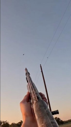 Doves are HARD to hit… | TEXAS DOVE HUNTING