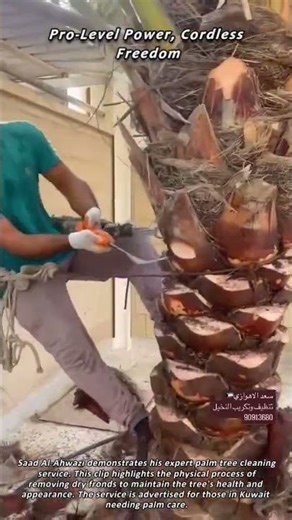 Palm Cleaning Service (Ahwazi)