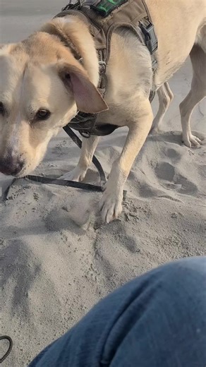 ⛱️ 🌞 🐾 🐕