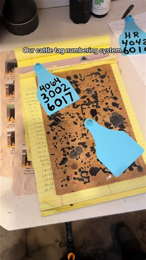 How do you do your cattle ID numbers? We start with the last number of the birth year (or the letter code for it when we did that) followed by the birth order of the calves. This ID number is tattooed in both ears at birth, recorded with the Angus Association & is their main form of ID for their lifetime. Cattle tags ~ cattle identification ~ calving season ~ Angus cattle