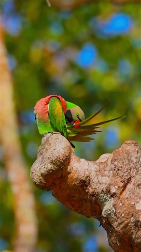 Explore the Unique Traits of Green Parrots