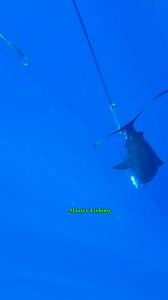 107K views · 1.4K reactions | Big blue Marlin | Master Fishing | Facebook