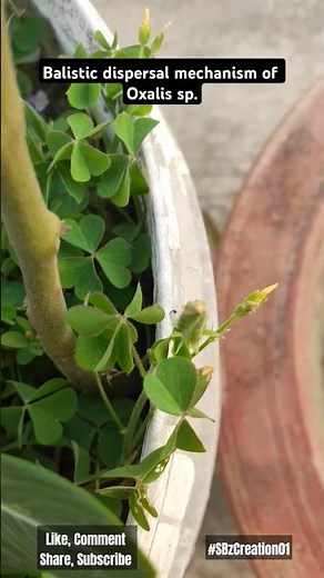 Balistic dispersal mechanism of Oxalis plant shown.☘️#gardening#oxalis#plants#greenlove#gardener#yt