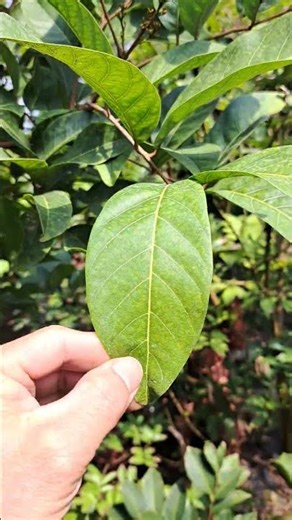 印尼龍眼紅毛丹