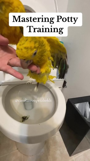 LITTLE mischief Parrots POOPING in the Toilet! Star and Sunshine my two little baby golden conures are just so impeccable. They poop on command in the toilet when ask. Some people thinks that this is not good because the parrot holds their poop in. That’s not true. This is the first morning poop. They never hold their poop in. After the morning poop they poop all over when every where they choose and how it comes. I have no control. But if I ask them they poop as well. They are poop on their own