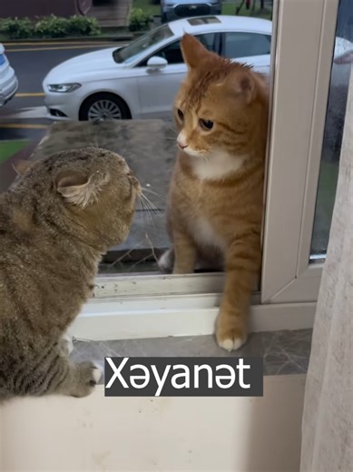 😸😸😸😸#harunmemmedov #dublaj #harunlive #tiktokazerbaycan #heyvanlaralemi