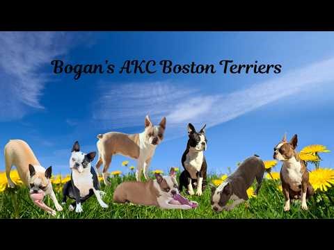 X-Ray Day For Reba: Anticipating Boston Terrier Puppies from Our Three Moms!