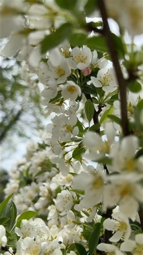 Tina Sargent Crabapple Fully Flowering 🎶🤍 #gardenplants