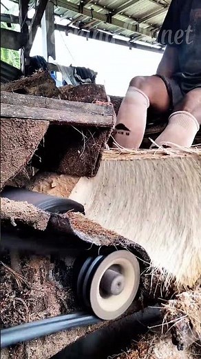 Watch High Speed MACHINE Extract Useful Coir Fibers ✨