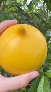 :Pouteria caimito | هيا نزرع الكوكب