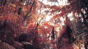 Channel 4 Rebrand 'IDENTS'