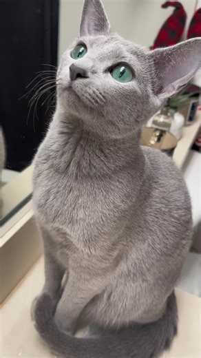 Misha.Russian Blue on TikTok