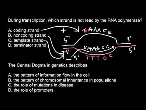 Which are coding and noncoding strands of DNA?