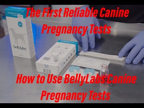 How to use Belly Labs canine pregnancy tests