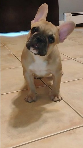 ‪@WhattheFrenchie-zb7qw‬ Cutest Girl French Bulldog Ever!