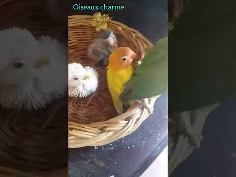 Comment c'était la première séparation petits inséparables Fisher et leurs maman ?Regardez la vidéo☺