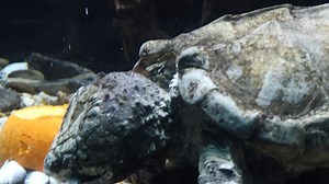 It's still pumpkin season at ZooTampa and we are using them for all kinds of enrichment, including feeding our alligator snapping turtle! These species are found in states surrounding the Gulf of Mexico and live as far north as Missouri in the Mississipi river. They are listed as vulnerable and are protected by law in multiple states. These giant turtles rely on ambush predation and will eat anything from fish and turtles to small aquatic mammals. #ZooTampa #Tampa #loveanimals #pumpkin #getwilds