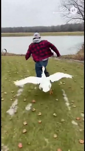 Goose Goes Full Attack Mode Person Never Saw It Coming!