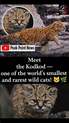 Meet the Kodkod: The World’s Smallest Wild Cat 🐾