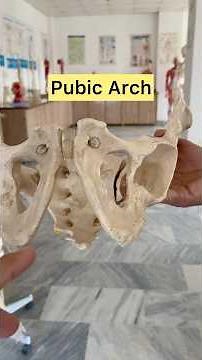 Pubic arch and sub pubic angle #draqilshah #humananatomy #humanbody #biology #physiotherapy #nursing