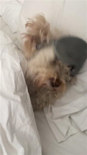 Cutest Pet Moments You’ll Watch on Repeat-Try Not to Laugh – Funniest Pet Fails #giggles #funnycute