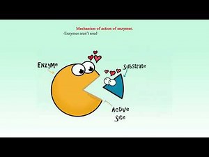 Mechanism of action of enzymes.