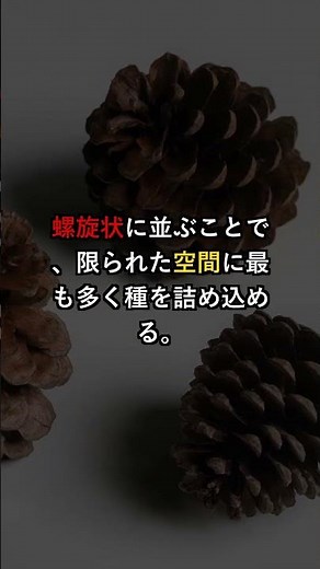 自然界に潜む不思議！フィボナッチ数列の謎5選🌀✨ #雑学 #プチ知識 #豆知識 #数学