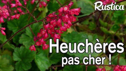 Diviser l’heuchère : Guide pratique pour un jardin florissant